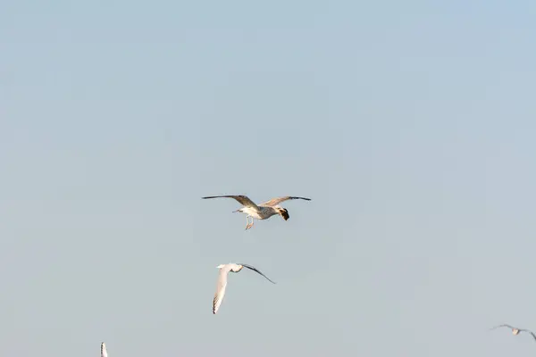 Möwe Fliegt Himmel Über Dem Meer Mit Nahrung Maul Corniche — Stockfoto