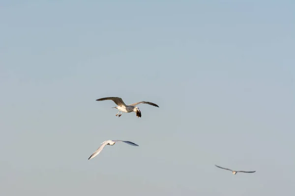 Gaivota Voa Céu Sobre Águas Mar Com Comida Sua Boca — Fotografia de Stock