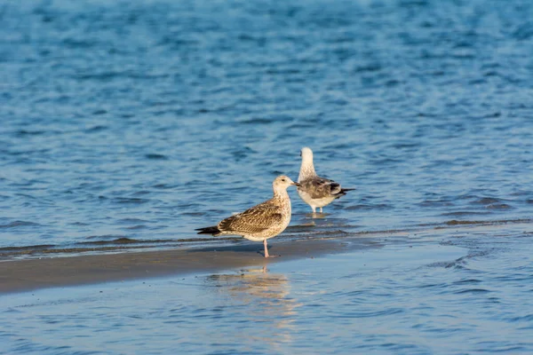 Ένα Ζευγάρι Caspian Gulls Στην Παραλία Φόντο Θάλασσα Στο Νταμάμ — Φωτογραφία Αρχείου