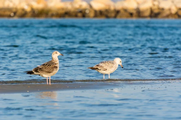 Par Gaivotas Cáspio Praia Com Fundo Mar Dammam Reino Arábia — Fotografia de Stock