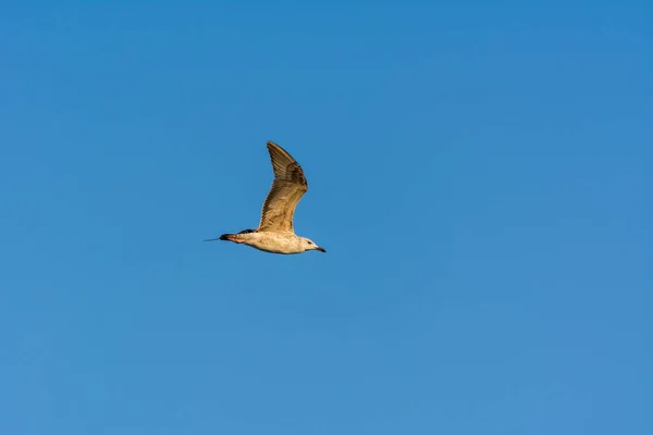 Seagull Flying Sky Sea Waters Corniche Park Dammam Saudi Arabia — Stock Photo, Image