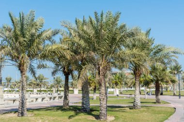 Dammam, Suudi Arabistan 'daki Corniche parkında yeşil hurma ağaçları