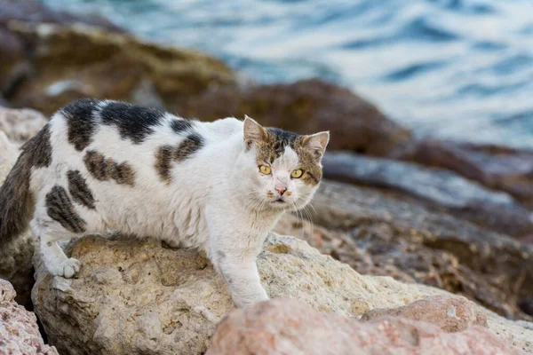 Portrait White Black Dotted Cat Sitting Sea Corniche Park Dammam Royalty Free Stock Images