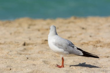 Birleşik Arap Emirlikleri 'nin Dubai kentindeki Jumeirah kumsalında duran beyaz bir martı (Larus canus).