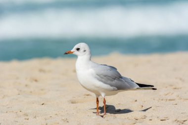 Birleşik Arap Emirlikleri 'nin Dubai kentindeki Jumeirah kumsalında duran beyaz bir martı (Larus canus).