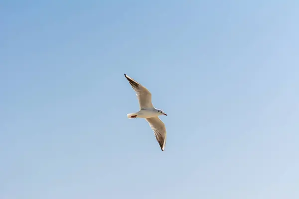 Common White Seagull Larus Canus Flying Blue Sky Jumeirah Beach — Stock Photo, Image