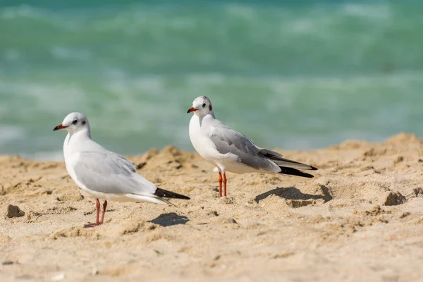 Casal Amoroso Gaivotas Brancas Comuns Larus Canus Praia Areia Jumeirah — Fotografia de Stock