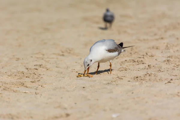 Uma Gaivota Branca Comum Larus Canus Degustando Comida Areia Praia — Fotografia de Stock