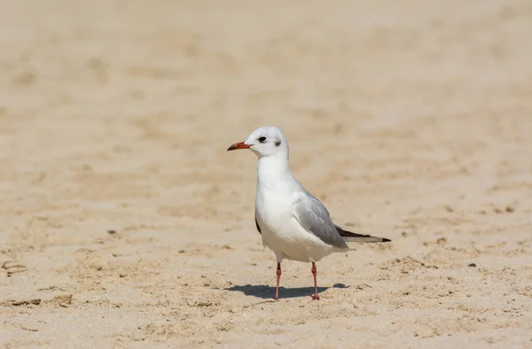 Uma Gaivota Branca Comum Larus Canus Praia Areia Jumeirah Cidade — Fotografia de Stock