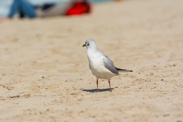 Una Gaviota Blanca Común Larus Canus Pie Playa Arena Jumeirah —  Fotos de Stock