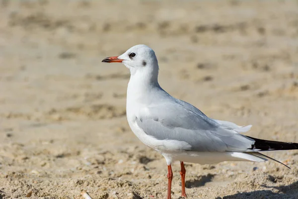 Uma Gaivota Branca Comum Larus Canus Praia Areia Jumeirah Cidade — Fotografia de Stock