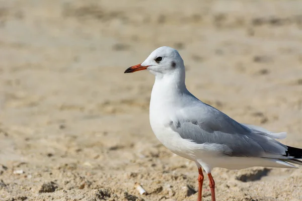 Uma Gaivota Branca Comum Larus Canus Praia Areia Jumeirah Cidade — Fotografia de Stock