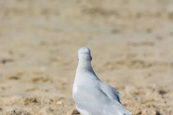 Uma Gaivota Branca Comum Larus Canus Praia Areia Jumeirah Cidade — Fotografia de Stock