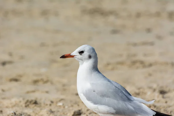 Common White Seagull Larus Canus Standing Sand Jumeirah Beach City — Stock Photo, Image