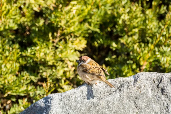 Ein Brauner Spatzenvogel Passer Domesticus Thront Auf Stein Grüner Baumhintergrund — Stockfoto