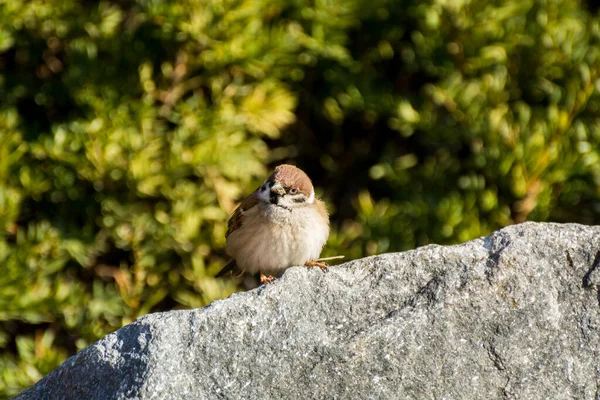 Ein Brauner Spatzenvogel Passer Domesticus Thront Auf Stein Grüner Baumhintergrund — Stockfoto