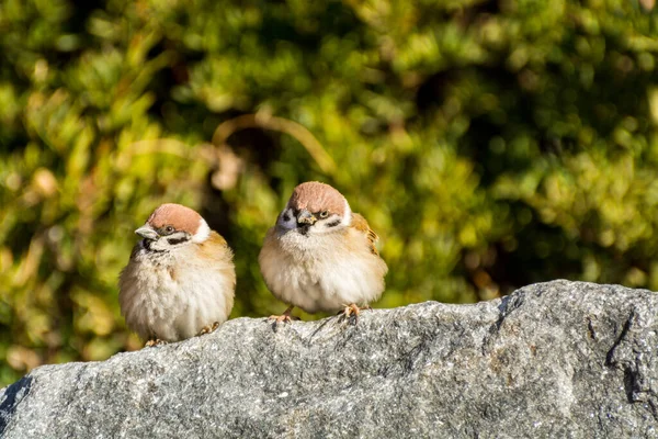 Ein Paar Liebende Braune Spatzenvögel Passer Domesticus Schauen Einander Und — Stockfoto