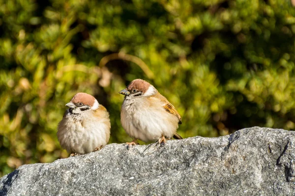 Par Amorosos Pájaros Gorriones Marrones Passer Domesticus Mirándose Unos Otros — Foto de Stock
