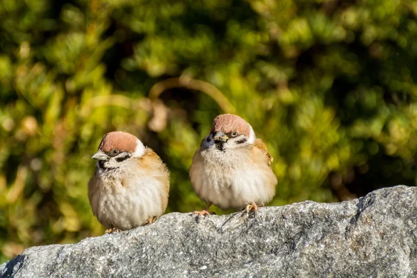 Een Paar Liefdevolle Bruine Boom Mus Vogels Passer Domesticus Kijken — Stockfoto