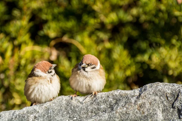 Par Amorosos Pájaros Gorriones Marrones Passer Domesticus Mirándose Unos Otros — Foto de Stock