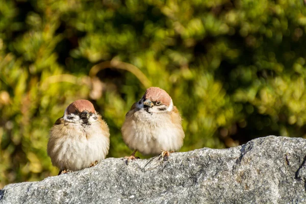 Een Paar Liefdevolle Bruine Boom Mus Vogels Passer Domesticus Kijken — Stockfoto