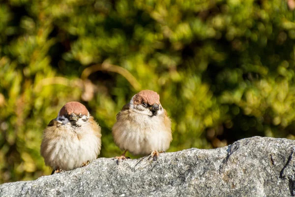 Pair Loving Brown Tree Sparrow Birds Passer Domesticus Looking Each — Stock Photo, Image