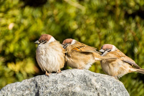 Tres Pájaros Gorriones Marrones Passer Domesticus Posados Sobre Piedra Fondo — Foto de Stock