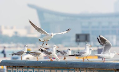 Mozaik binasında Abu Dabi, Birleşik Arap Emirlikleri 'nin siluet çizgilerine sahip bir grup beyaz martı kuşu var.