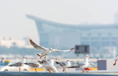 Abu Dabi, Birleşik Arap Emirlikleri 'nde arka planda gökyüzünde uçan bir grup beyaz martı kuşu.