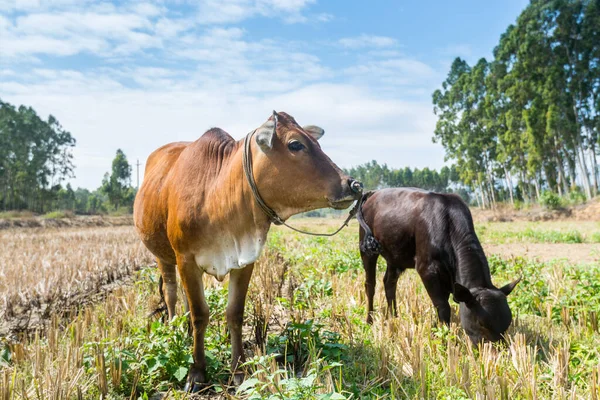 Una Madre Bebé Vaca Amarilla China Comiendo Hierba Campo Chino — Foto de Stock