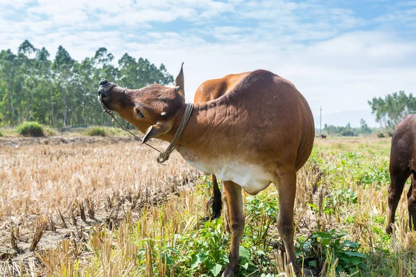 Una Vaca China Morena Rascándose Cabeza Con Honorarios — Foto de Stock