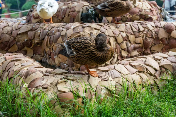 Canards Colverts Dormant Village Folklorique Heritage Abu Dhabi Émirats Arabes — Photo