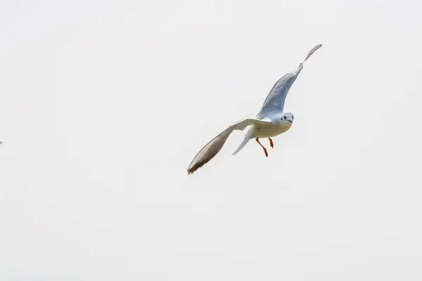 Une Mouette Blanche Envole Dessus Eau Pierre Shenzhen Bay Guangdong — Photo