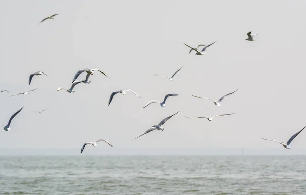 Gaviotas Blancas Volando Sobre Agua Bahía Shenzhen Guangdong China — Foto de Stock