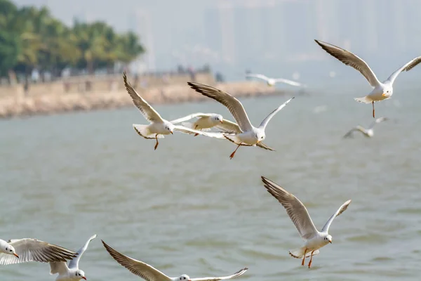 Mouettes Blanches Survolant Eau Dans Baie Shenzhen Guangdong Chine — Photo