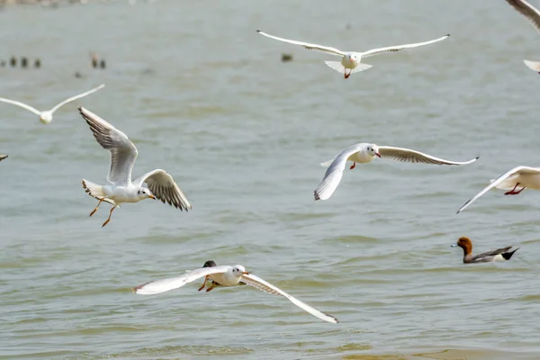 Gaviotas Blancas Volando Sobre Agua Bahía Shenzhen Guangdong China — Foto de Stock