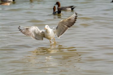 Beyaz martılar Shenzhen Körfezi, Guangdong, Çin 'de suyun üzerinde uçuyorlar.