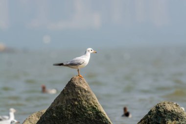 Beyaz bir martı Çin 'in Shenzhen Körfezi' ndeki taşa tünemiş.