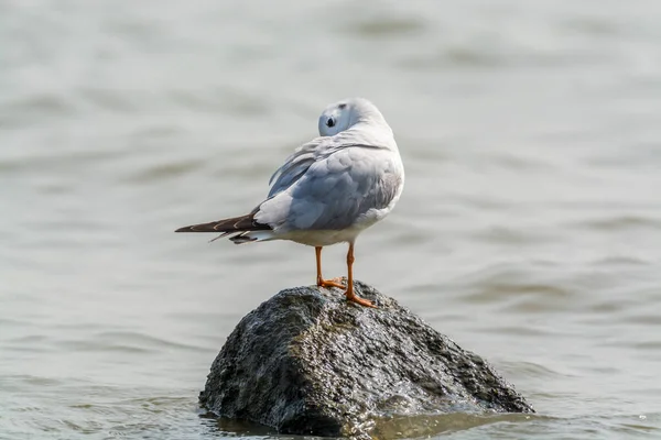 White Seagull Perching Stone Shenzhen Bay China — Stock Photo, Image