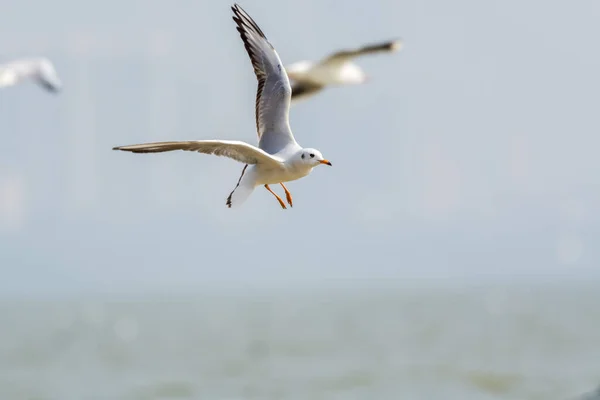 Gaviotas Blancas Volando Sobre Agua Bahía Shenzhen Guangdong China — Foto de Stock