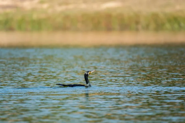 Grande Cormorão Preto Phalacrocorax Carbo Nadando Água Shenzhen Bay China — Fotografia de Stock