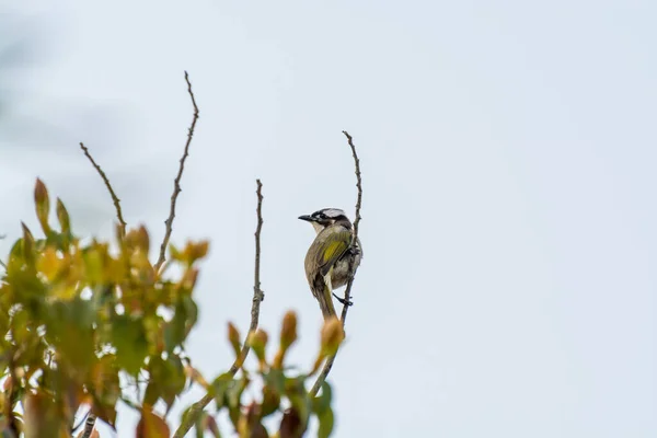 Kínai Bulbul Egy Fán Putuo Hegyen Zhoushan Zhejiang Kína — Stock Fotó