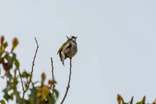 Çin Bulbul Putuo Dağındaki Bir Ağaçta Zhoushan Zhejiang Çin — Stok fotoğraf