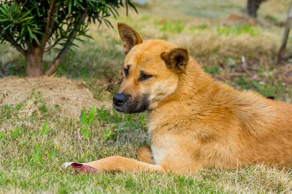 Hemlös Gul Kinesisk Lantlig Hund Sover Grässlätten Putuoshan Mountain — Stockfoto