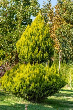 İran 'ın Esfahan kentindeki Zayanderud Nehri kıyısında çam ağacı yetişiyor.