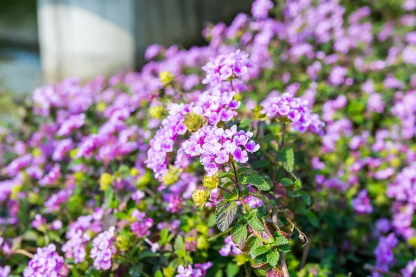 Pianto Viola Lantana Che Cresce Fiume Nella Baia Shenzhen Cina — Foto Stock