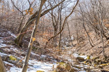 Güney Kore 'nin Seul bölgesindeki Bukhansan Dağı Milli Parkı' nda ormanlı karlar..