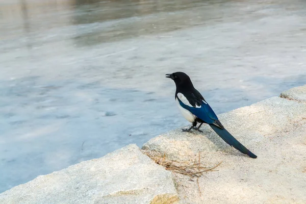 Pica Pica Pássaro Também Chamado Eurasian Magpie Poleiro Pedra Lado — Fotografia de Stock