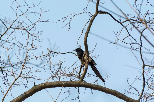 Pica Pica Pták Také Nazývaný Eurasian Straka Sedí Uschlém Stromě — Stock fotografie