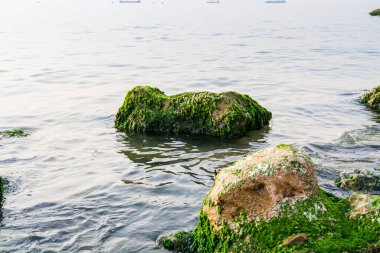 Lübnan, Beyrut Akdeniz 'deki taşın üzerinde yosun ve yosun var.